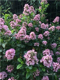 490088ca-20160621 RI escallonia.jpg